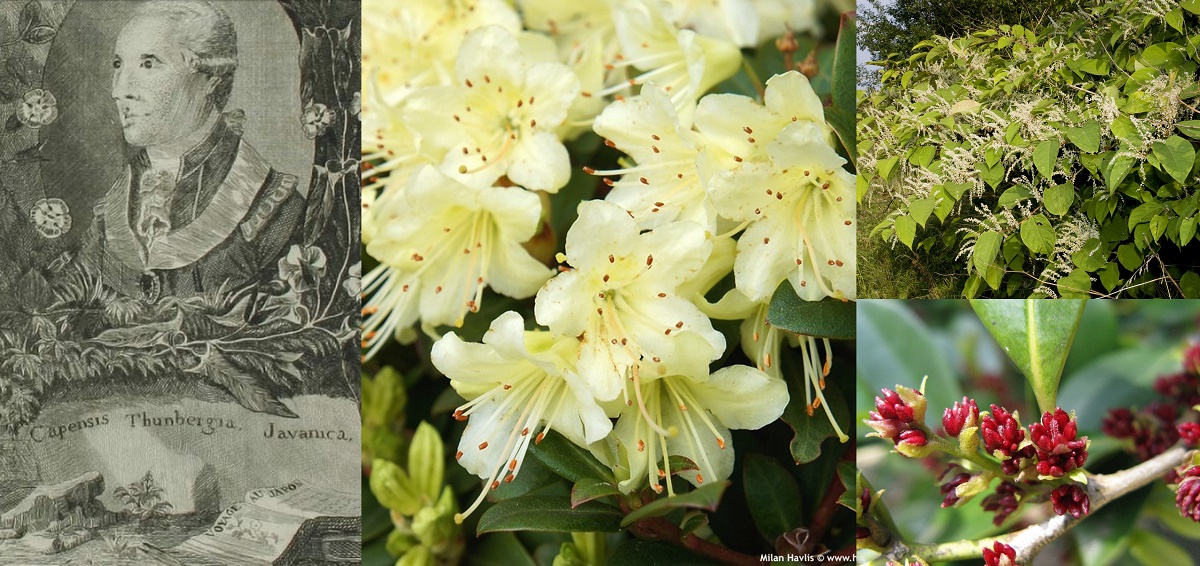 Ces plantes que l&rsquo;on rapporta de loin…  L&rsquo;univers des botanistes japonologues