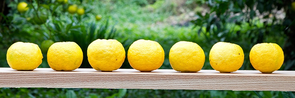 Kito : voyage parfumé dans le village doré du yuzu !
