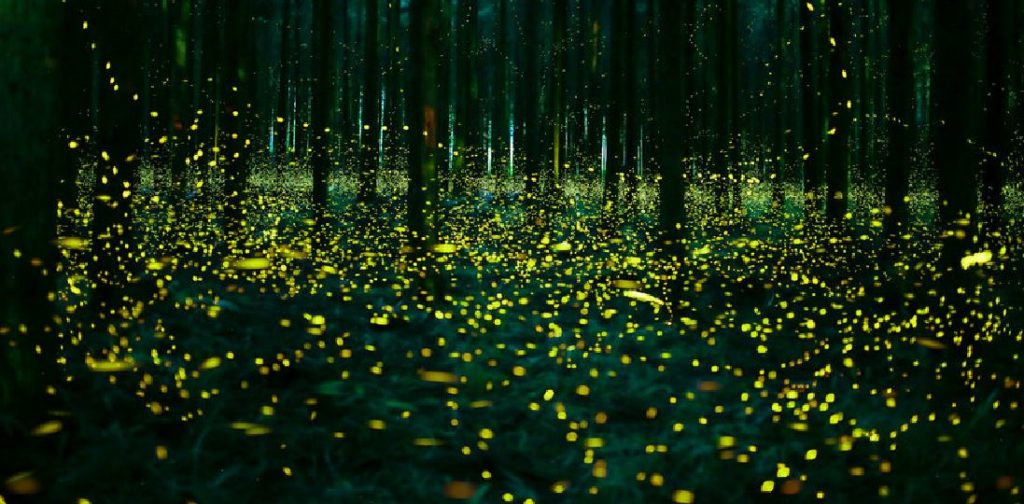 腐草為螢 Kusaretaru kusa hotaru to naru : Fireflies rise from the