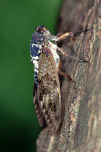 abura-zemi