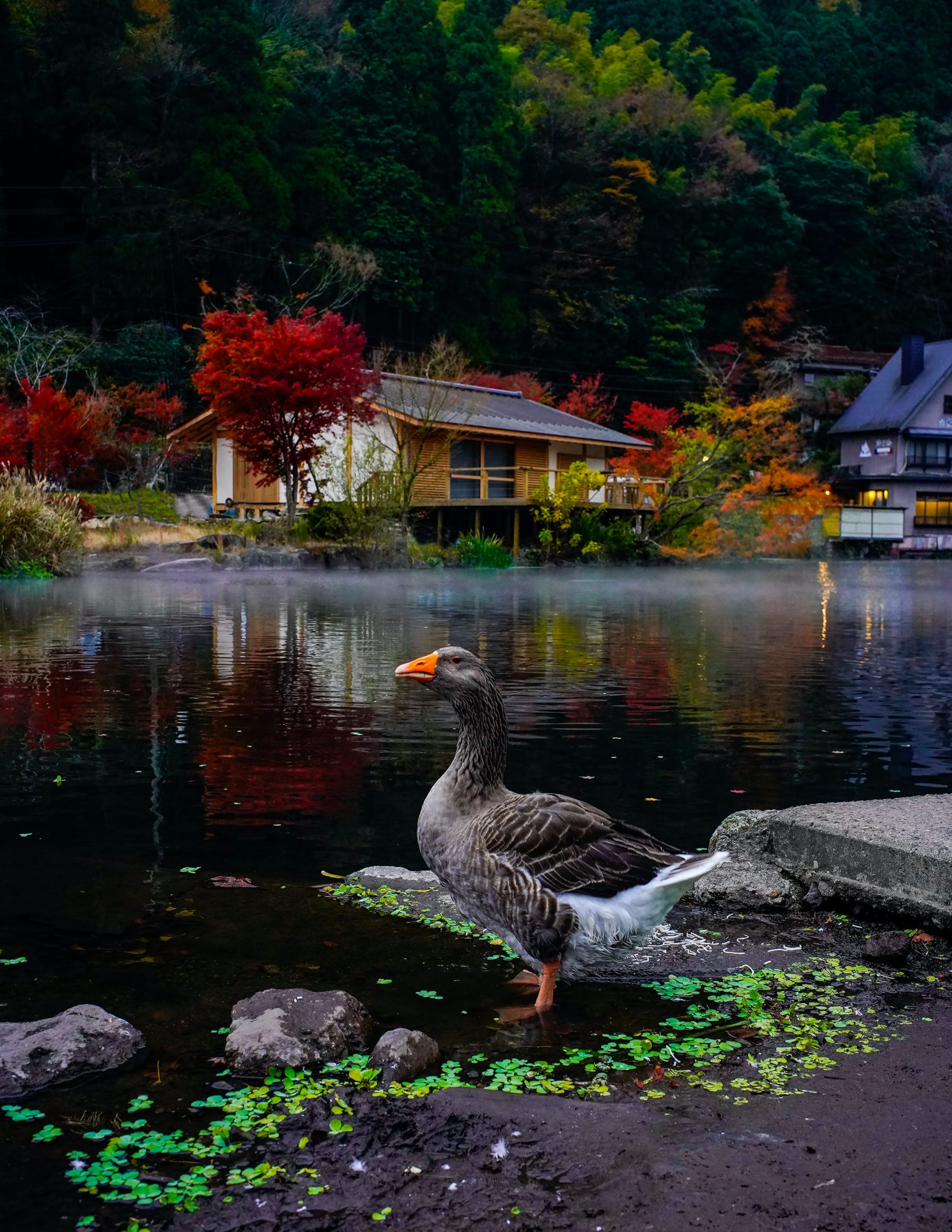 Nakatsu : la ville d&rsquo;automne de Kyushu