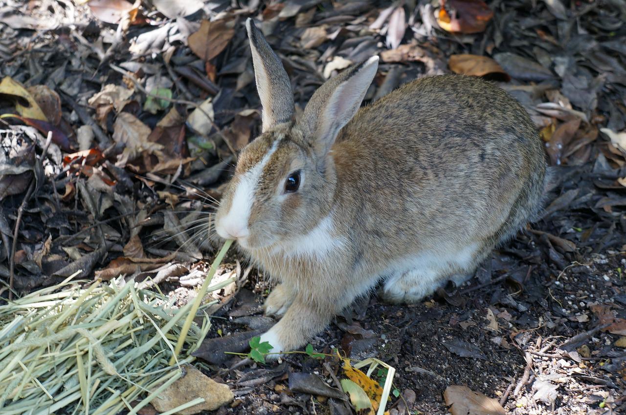 Okunoshima : l&rsquo;île aux lapins
