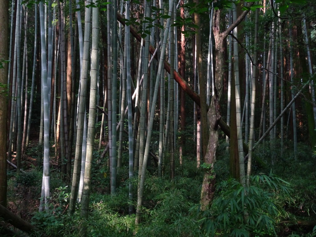 Forêt de bambous