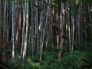 Forêt de bambous