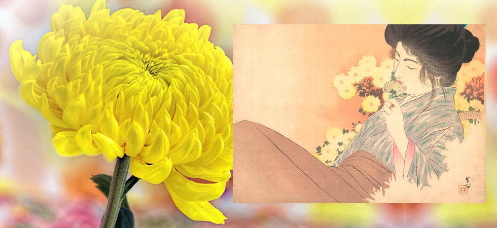 Chrysanthème : éloge à la vie